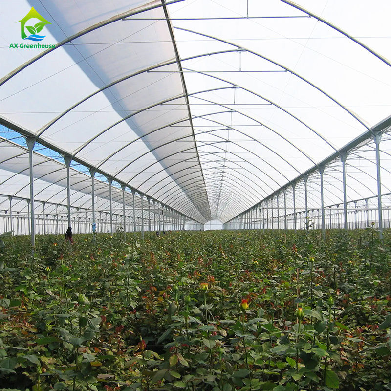 Большая многопролетная пленочная теплица для выращивания листовых овощей, томатов, огурцов, перца, баклажанов, клубники, арбузов