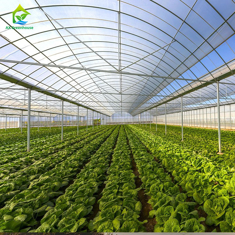 Большая многопролетная пленочная теплица для выращивания листовых овощей, томатов, огурцов, перца, баклажанов, клубники, арбузов