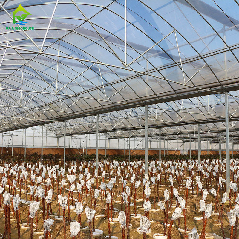 Большая многопролетная пленочная теплица для выращивания листовых овощей, томатов, огурцов, перца, баклажанов, клубники, арбузов