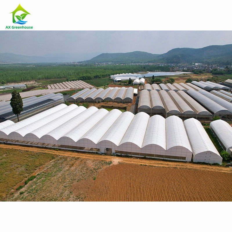 Крупномасштабные сельскохозяйственные многоразовые теплицы. Профессиональная тепличная фабрика для оптовой настройки.